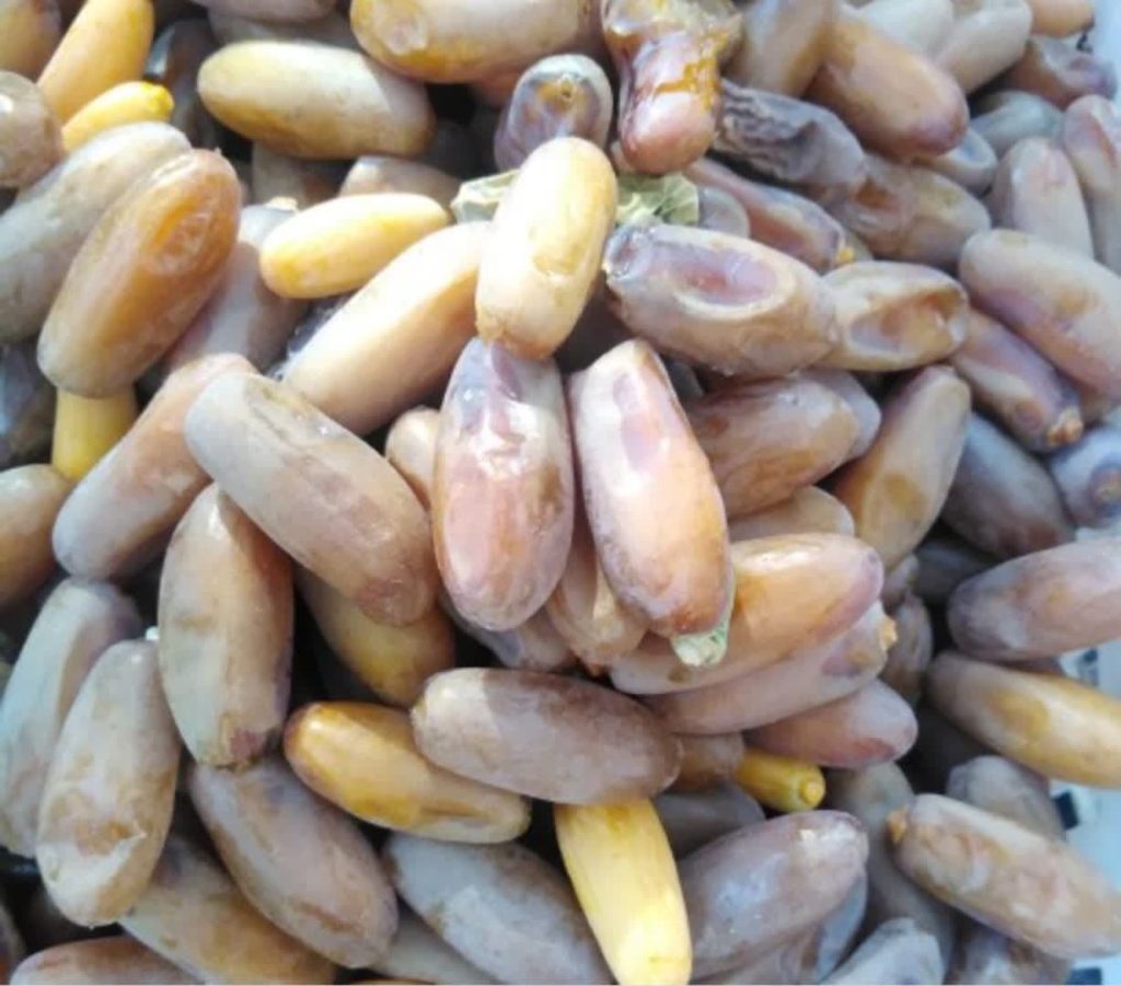 خارک و خرمای تازه؛ گنجینهای از دل نخلستانهای ایران خارک و خرمای تازه؛ گنجینهای از دل نخلستانهای ایران