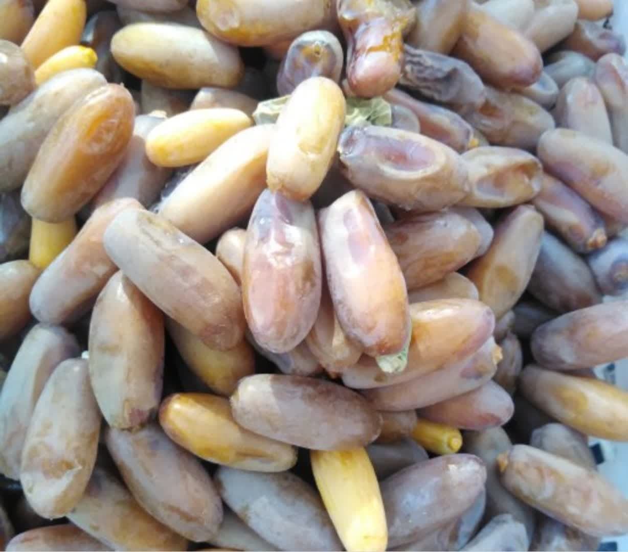 خارک و خرمای تازه؛ گنجینهای از دل نخلستانهای ایران خارک و خرمای تازه؛ گنجینهای از دل نخلستانهای ایران